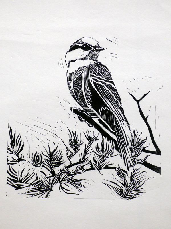 Canada Jay