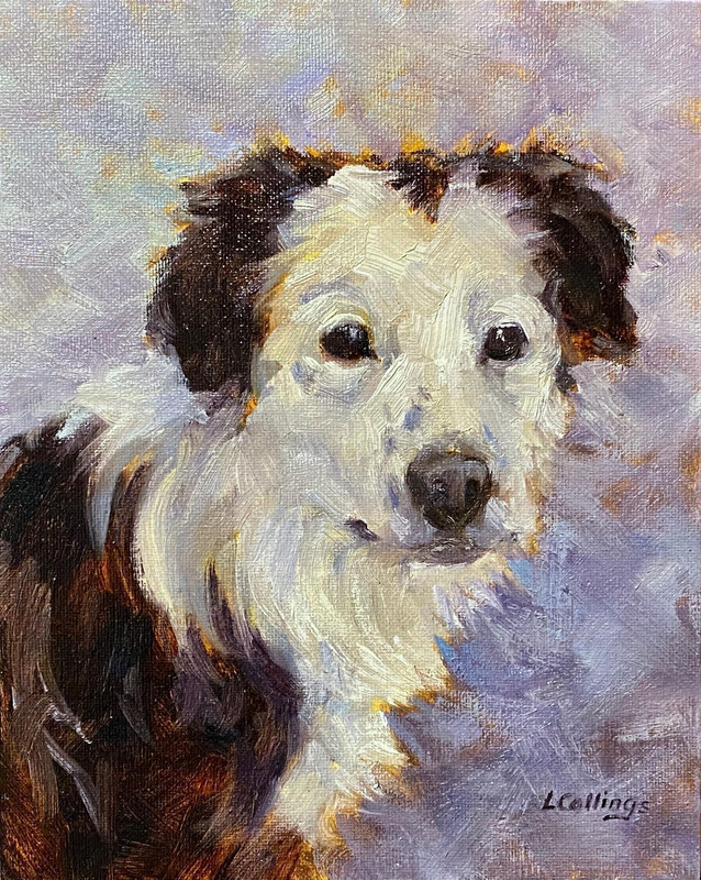 Sheepdog Puppy