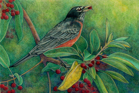 West Coast Harvest (American Robin)