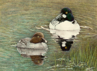 Tranquil Waters (Goldeneye Ducks)