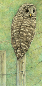 On the Fence (Juvenile Barred Owl)