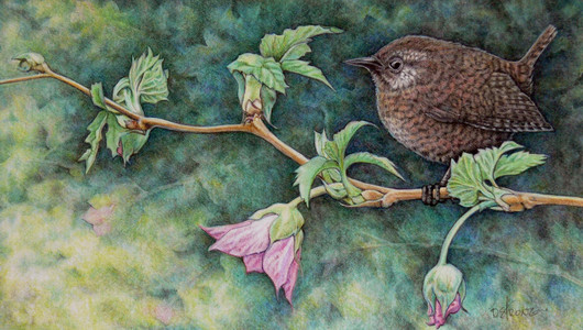 Wren & Salmonberry