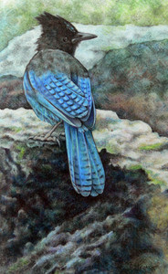Young Steller's Jay