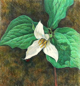 Spring Trillium