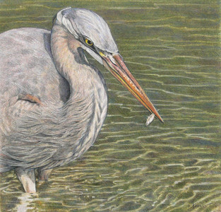 Stickleback's Misfortune (Great Blue Heron)