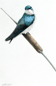 Light as Air (Tree Swallow)