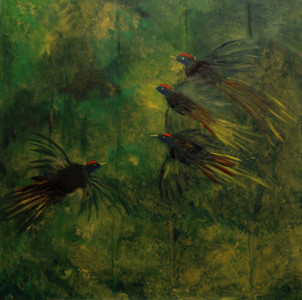 Rain Forest Birds