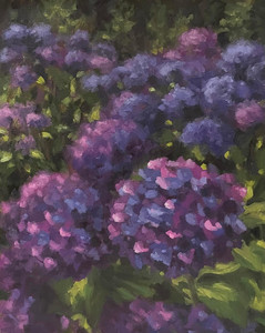 Blue Hydrangeas