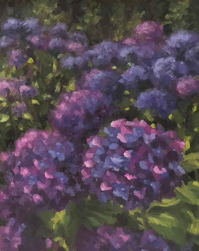 Blue Hydrangeas