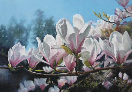 Magnolia