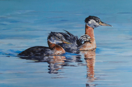 Grebe family