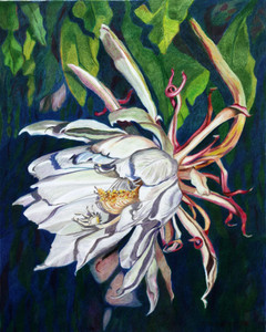 Night Blooming Cereus Queen of the Night