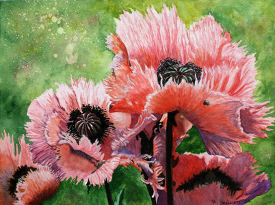 Coral Poppies 3