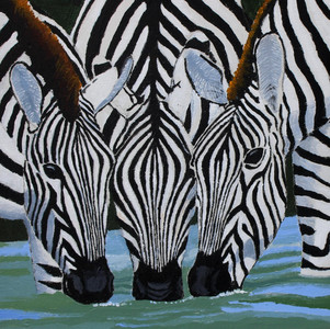 Three Zebra Drinking