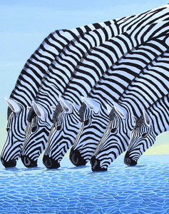 Zebra at the Water