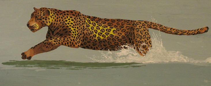 Jaguar, loves the water.