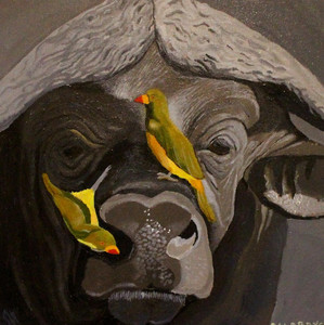 Cape Buffalo and Oxpeckers