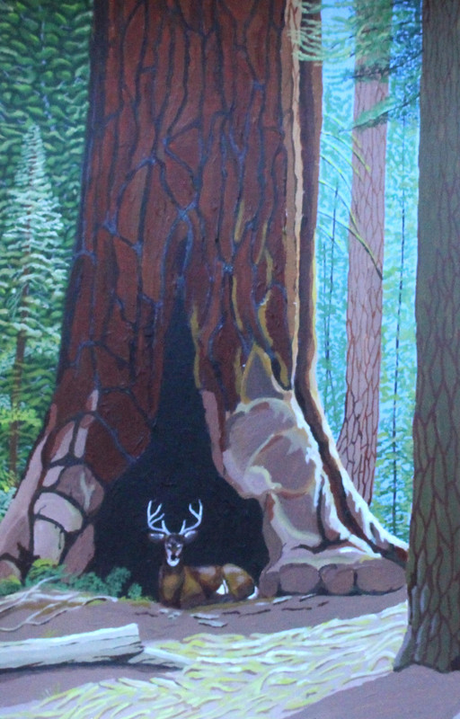 Mule Deer and Redwood