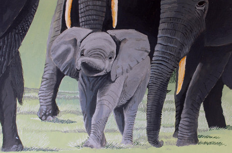 Baby Elephant