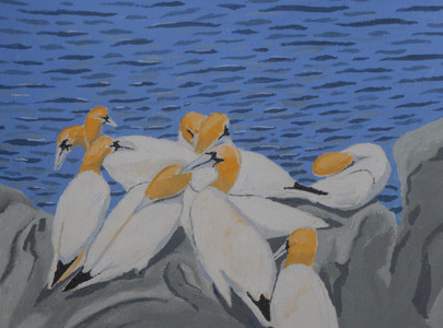 Gannets