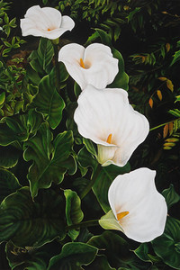 Calla Cascade