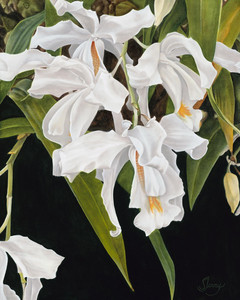 White Orchids