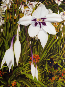 Acidanthera