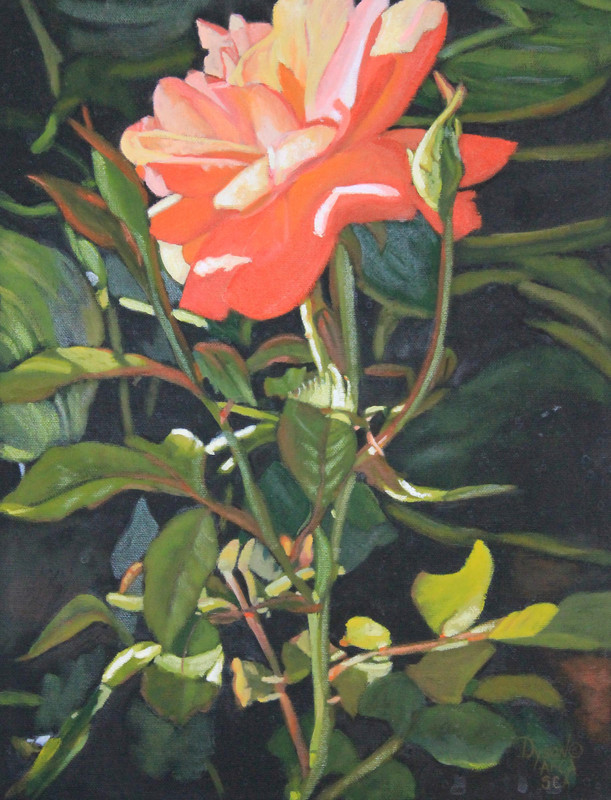 ROSACEAE  V