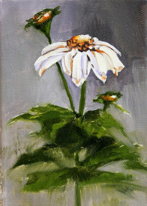 LEUCANTHEMUM VI