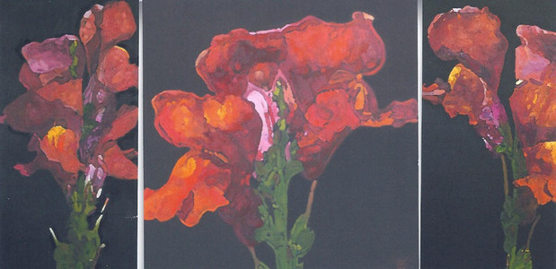 Antirrhinum