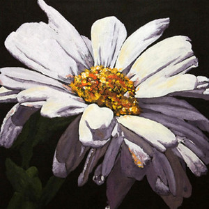 Leucanthemum V