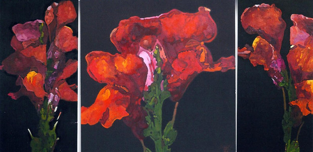 ANTIRRHINUM (trypt)