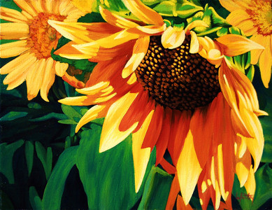 SUN MAIDENS (Russian Sunflower)