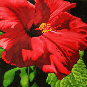 HIBISCUS