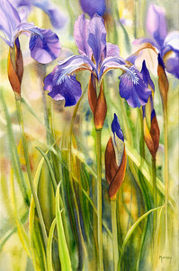 Siberian Iris II