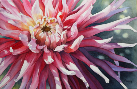 Pink Dahlia