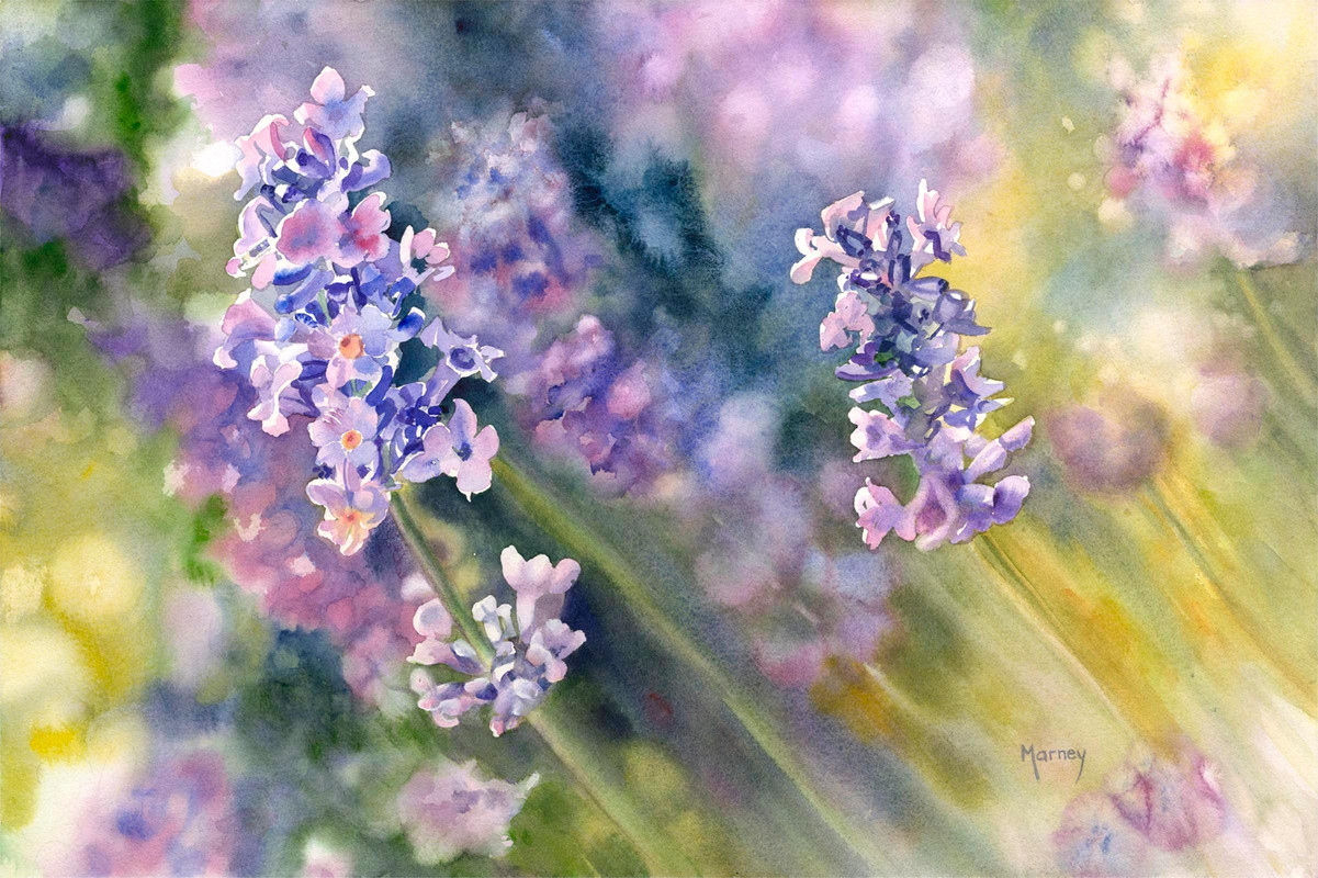 Lavender
