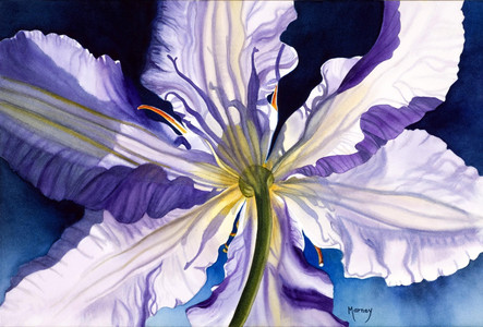 Clematis