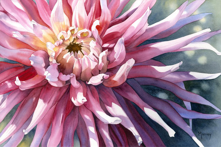 Pink Dahlia