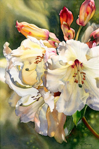 Rhodo in the Light
