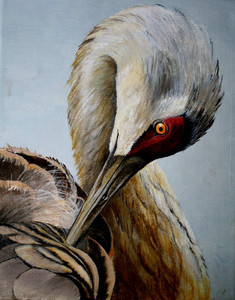 Sandhill Crane