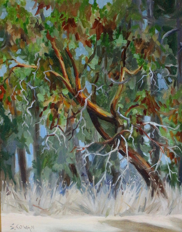 Arbutus