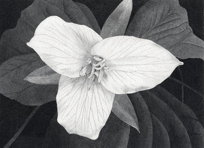 Western Trillium