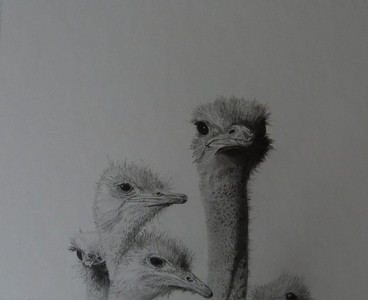 Ostrich