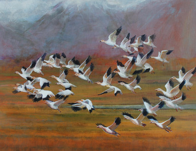 Arrival of the Snow Geese
