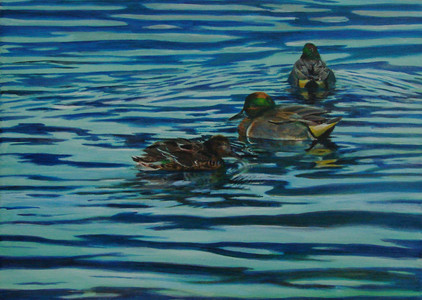 Green-Winged Teal