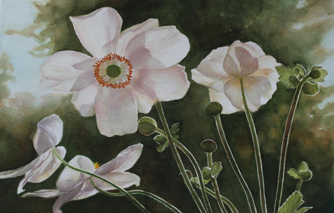 Summer Anemones