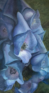 Monkshood, Autumn Beauty