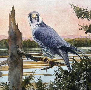 Peregrine Falcon