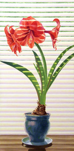 Amaryllis